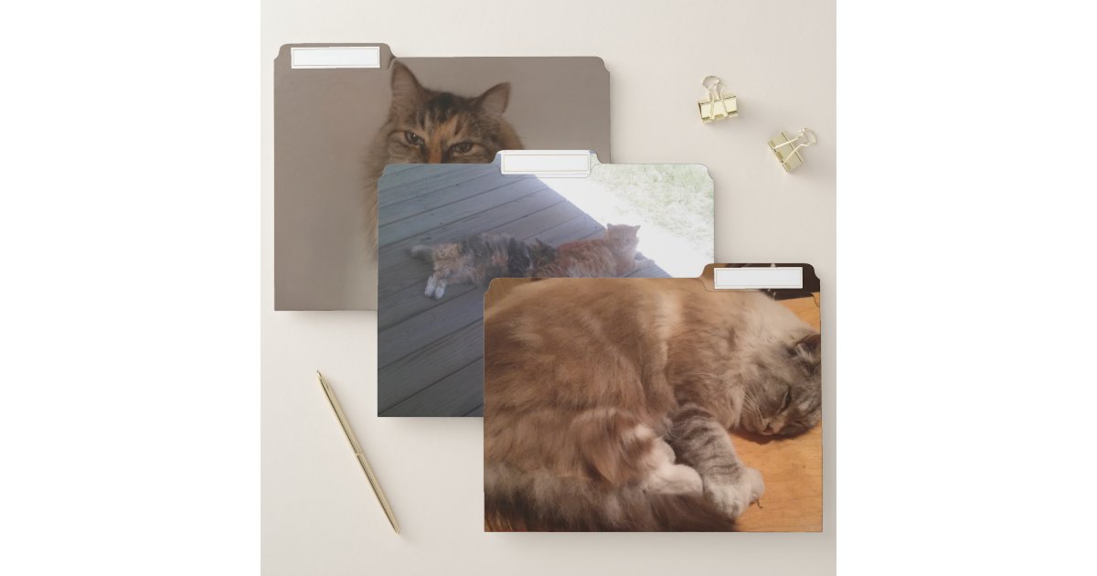 Cat File Folders Zazzle