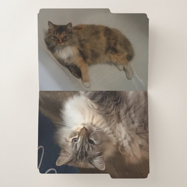Cat File Folders (Inside Left)