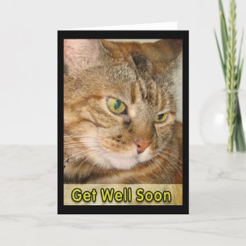 Cat Get Well  Soon Card by DonnaGrayson_Photos at Zazzle