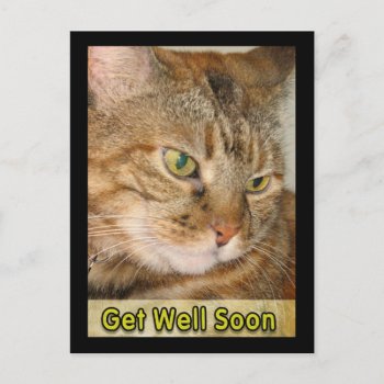 Cat Get Well Soon Postcard by DonnaGrayson_Photos at Zazzle