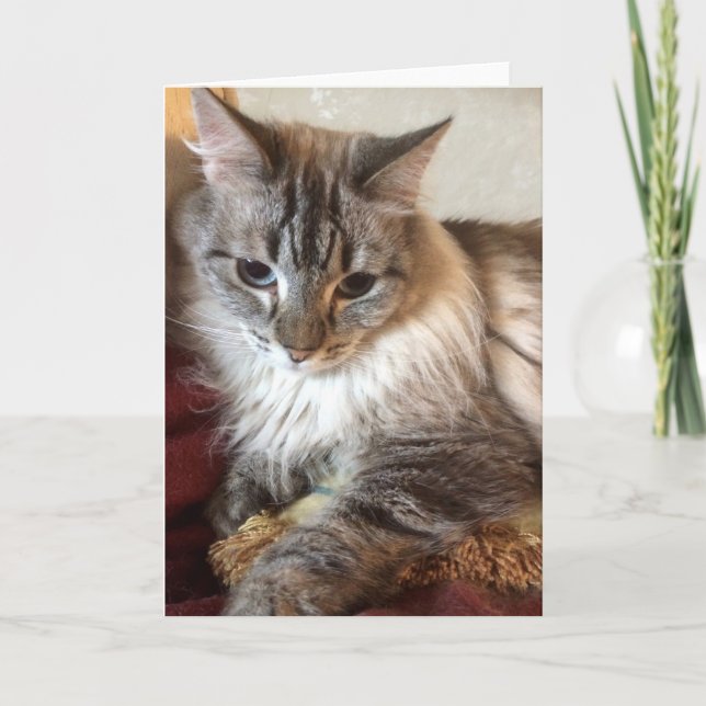 Cat greeting card (Front)