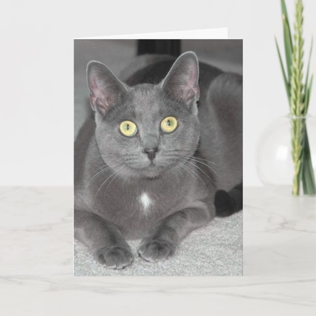 Cat Greeting Card (Front)