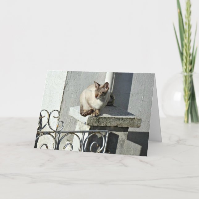 Cat Greeting Card (Front)