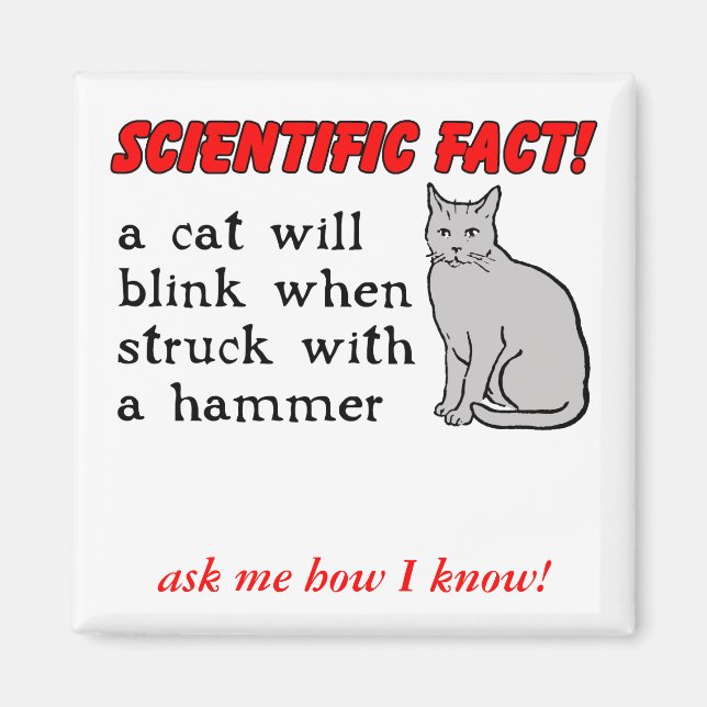 Cat Hammer Funny Magnet Humor (Front)