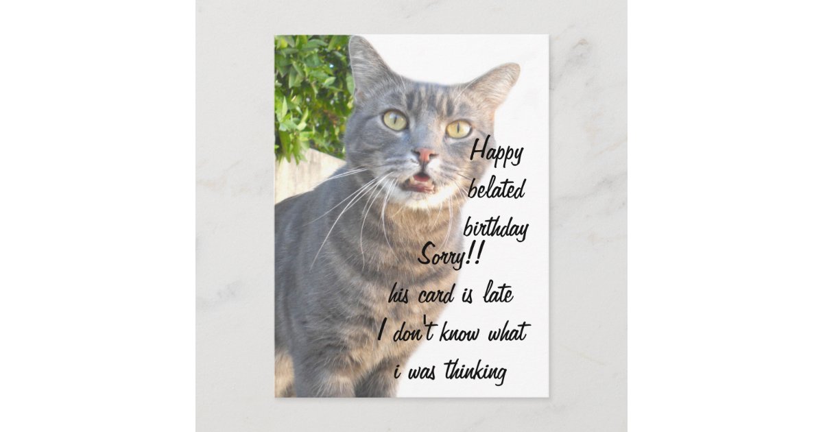 happy belated birthday cat images