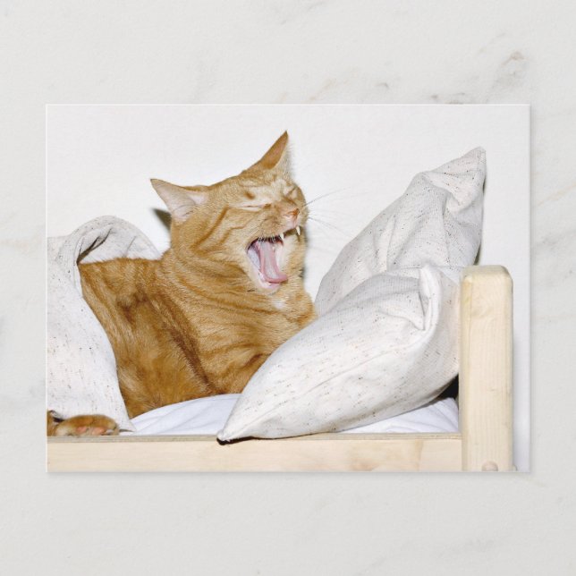 Cat hates mornings postcard (Front)