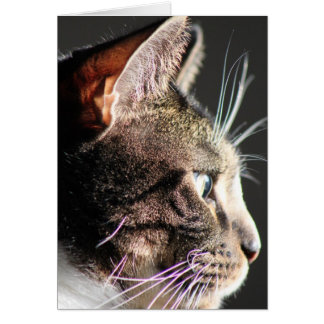 Cat head, profile cards