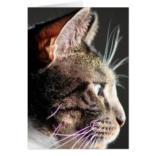 Cat head, profile cards (Front)