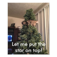 Cat helps decorate tree