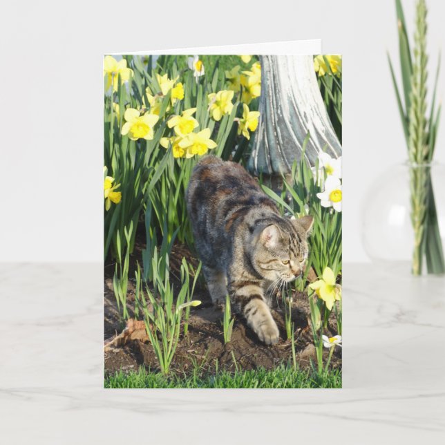 Cat, Hide or Play, Birthday Card (Front)