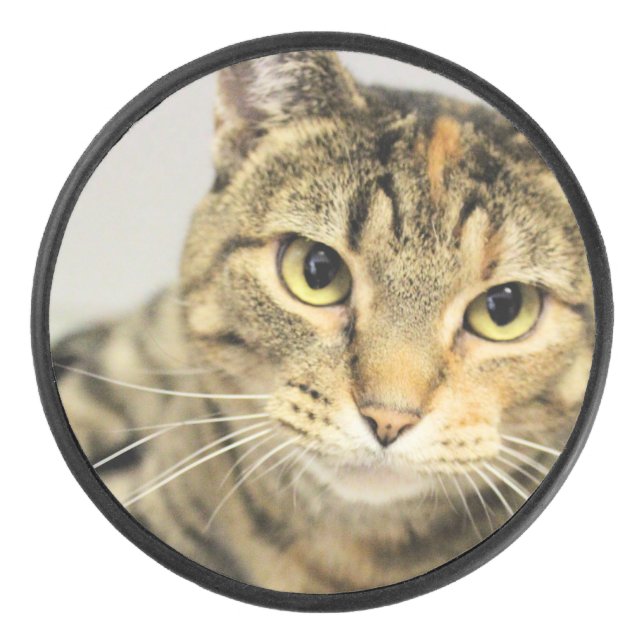 Cat  hockey puck (Front)
