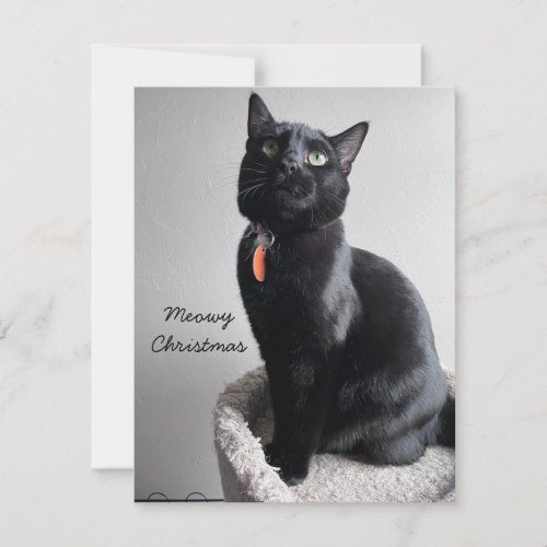 Cat Holiday card