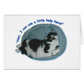 Cat Humor (Front Horizontal)