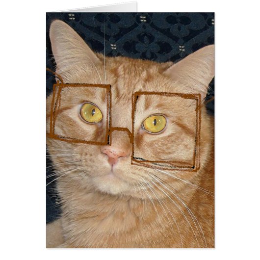 Cat Humor Cards (Front)