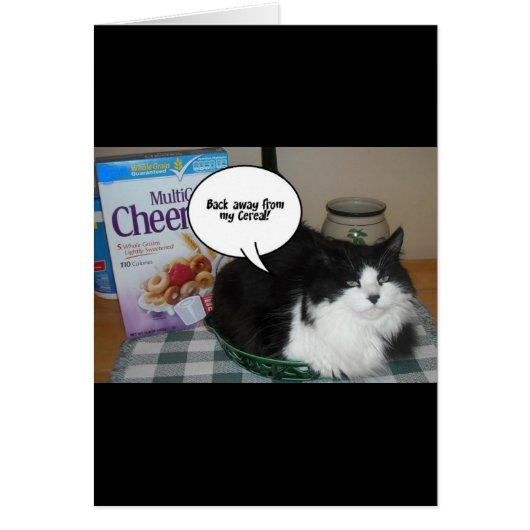 Cat Humor Cards (Front)