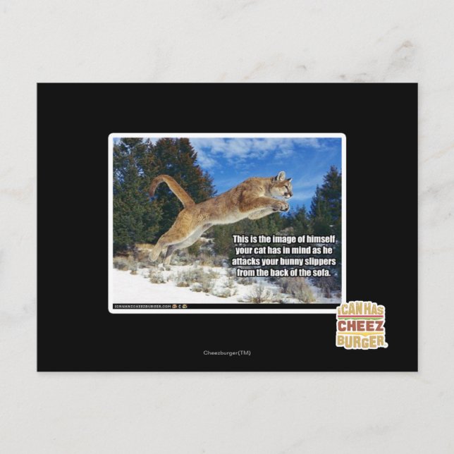 Cat image postcard (Front)