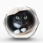 Cat in a bag award<br><div class="desc">Black and white cat playing in a paper bag</div>