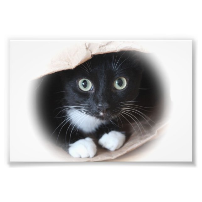 Cat in a bag photo print (Front)