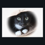 Cat in a bag photo print<br><div class="desc">Black and white cat playing in a paper bag</div>