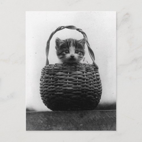 Cat in a Basket Vintage Photo Postcard