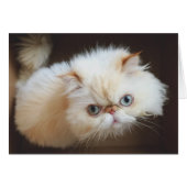 Cat In A Box (Front Horizontal)