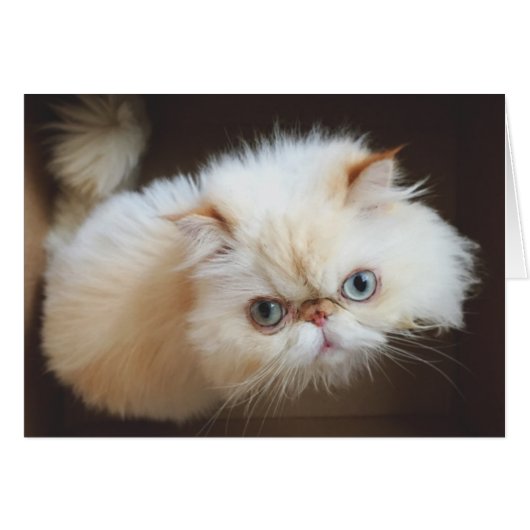 Cat In A Box Cards (Front Horizontal)