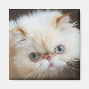 Cat In A Box Magnet