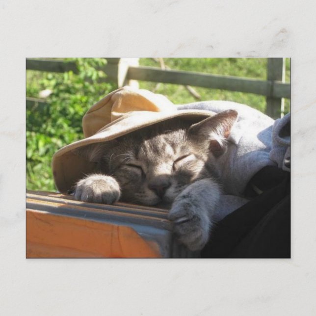 Cat In A Hat Postcard (Front)