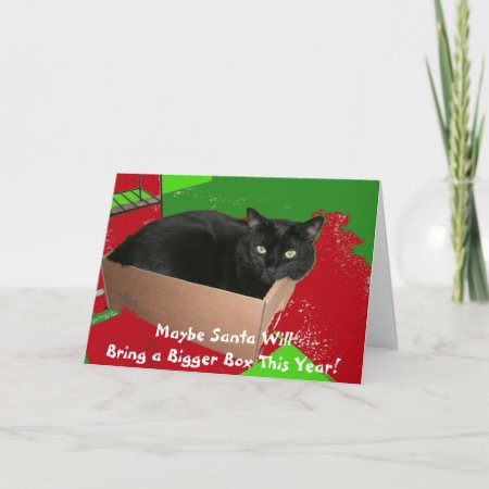 Cat In Box Christmas Card