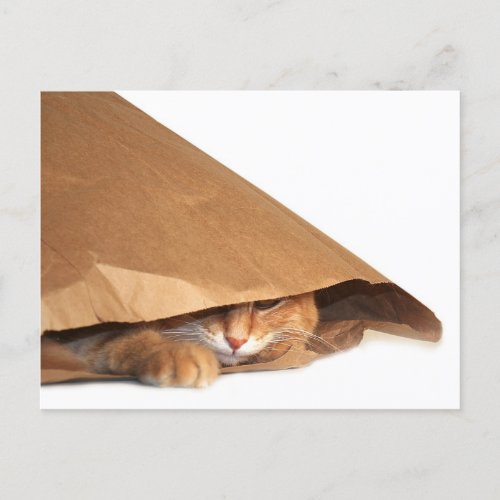 Cat in brown paper sack postcard