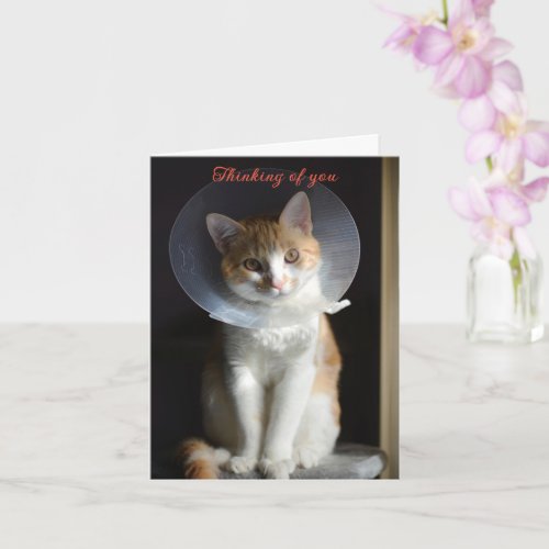  Cat in Cone Thinking of you  Cat Get well soon Card