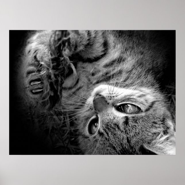 Cat in darkness poster (Front)