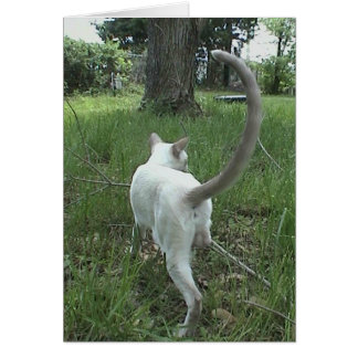Cat in Grass II Cards
