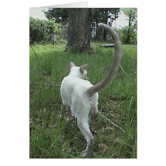Cat in Grass II Cards (Front)