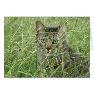 Cat in Grass III Cards