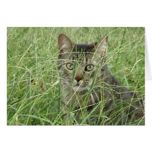 Cat in Grass III Cards (Front Horizontal)