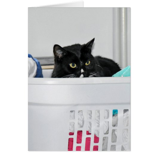 cat in laundry basket cards (Front)