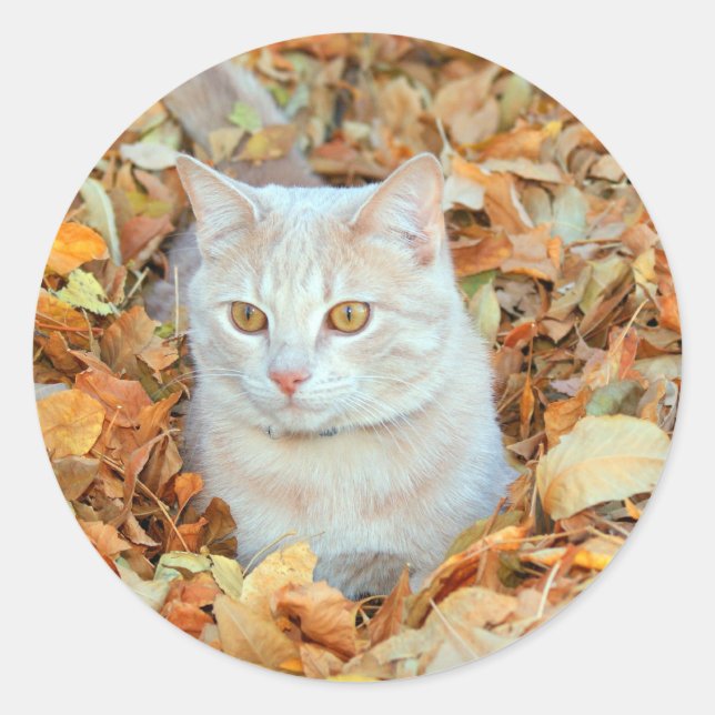 Cat in leaves classic round sticker (Front)