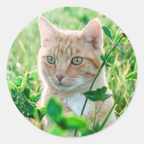 Cat in Nature Classic Round Sticker