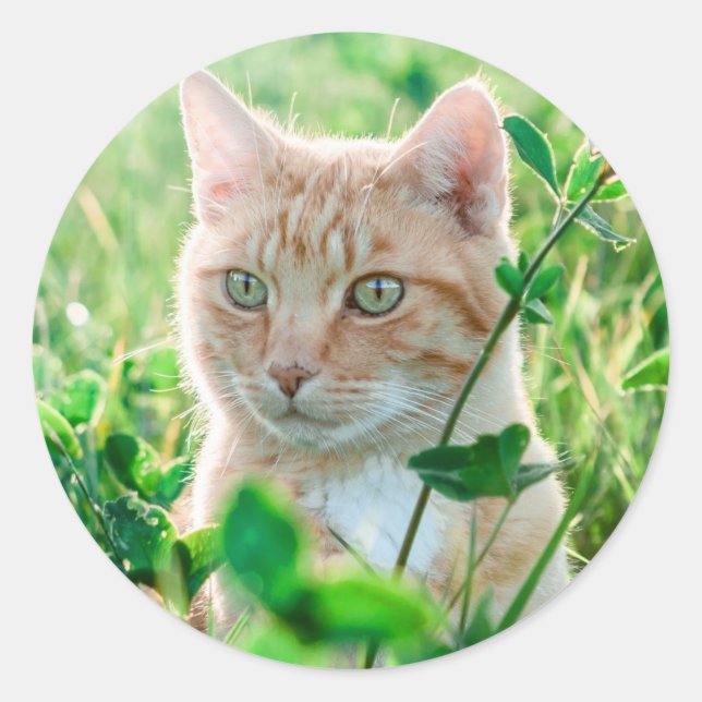 Cat in Nature Classic Round Sticker (Front)
