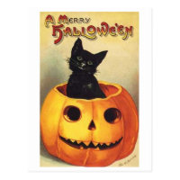 Cat In Pumpkin Postcard