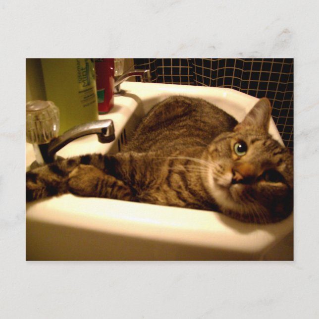 cat in sink Postcard (Front)