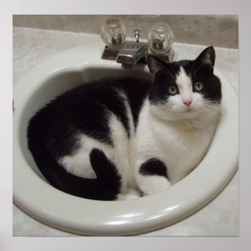 Cat in sink poster