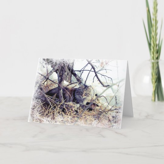 Cat in Snow with Greeting Christmas Card