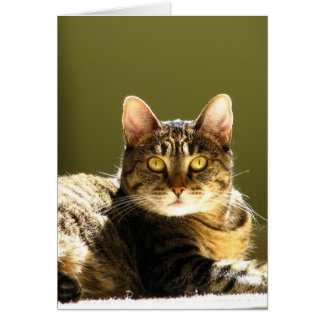 Cat In Sun Cards
