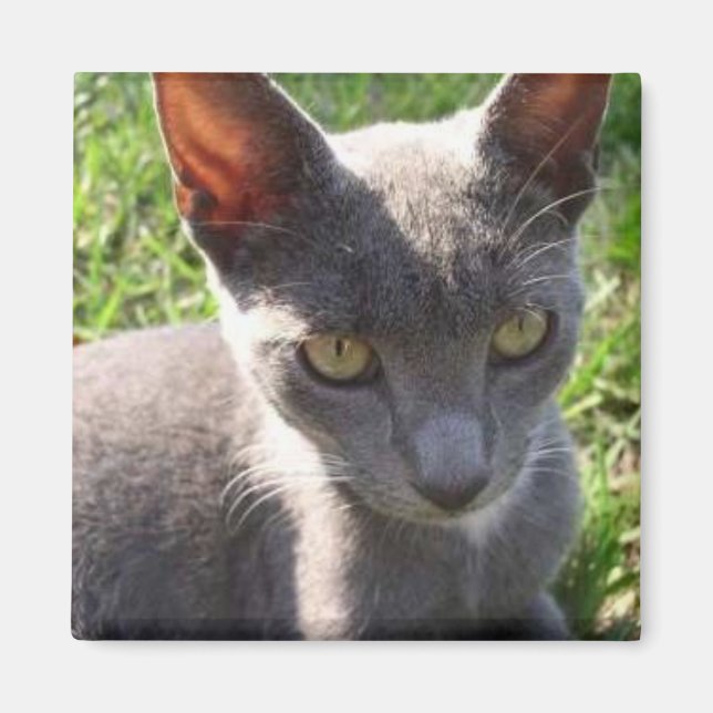 Cat in Sunlight Magnet (Front)