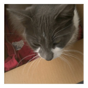 Cat in the Box Acrylic Print