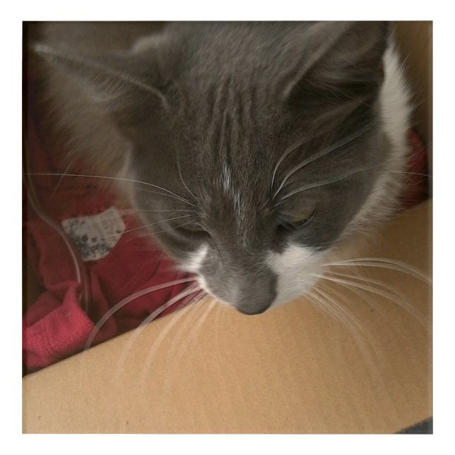 Cat in the Box Acrylic Print (Front)