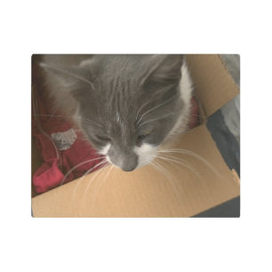Cat in the Box Metal Print