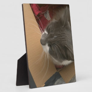 Cat in the Box Plaque
